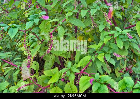 Phytolacca Americana - Pokeweed américain chargé de baies et remplissant le cadre Banque D'Images