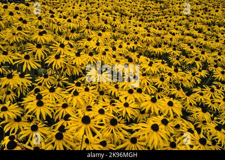 De belles fleurs jaunes de Rudbeckia remplissant le cadre Banque D'Images