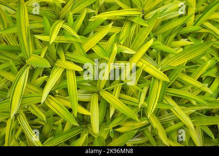 Gros plan sur le bambou Variegated Pleioblastus auricomus Banque D'Images