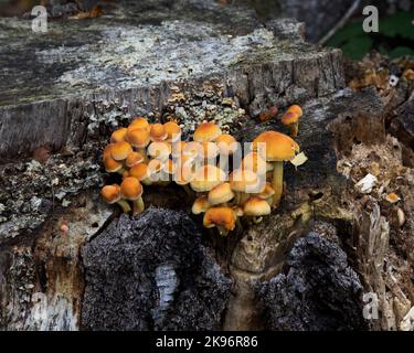 Champignons tuft de soufre qui poussent sur du bois mort Banque D'Images