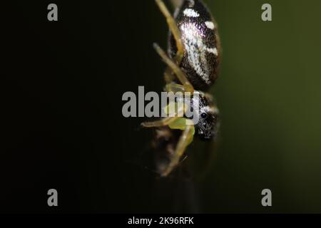 Un gros plan de Heliophanus cupreus, le cavalier solaire en cuivre. Banque D'Images