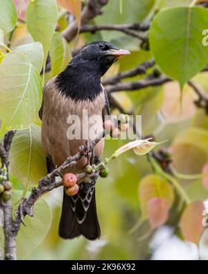 Un Rosy Starling regardant dans l'arbre Banque D'Images