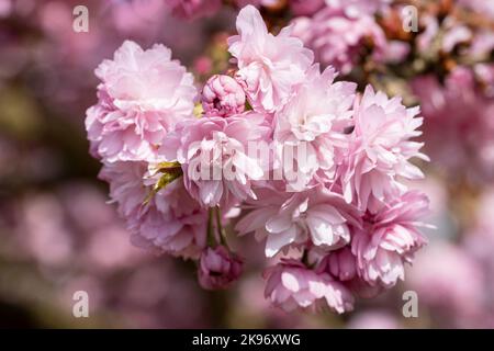 Kiku-Shidare-Sakura (Prunus serrulata) Banque D'Images