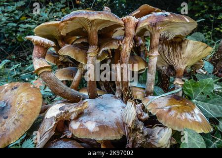 Un groupe de champignons sauvages britanniques à Hampstead, Londres. Banque D'Images