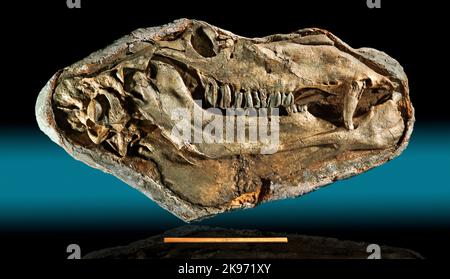 Gigantocamelus ou Titanotylopus, Pliocène supérieur/Pliocène inférieur, Garden Co., Nebraska, Fossil (tête d'environ 3 pieds de long, règle de 12 pouces pour l'échelle) Banque D'Images