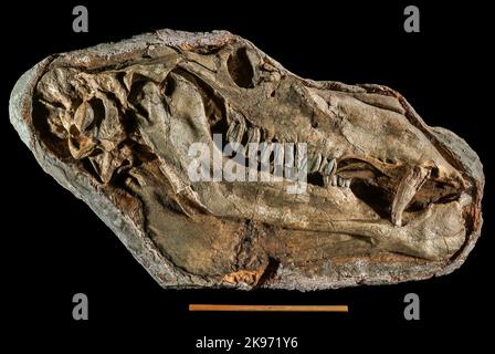 Gigantocamelus ou Titanotylopus, Pliocène supérieur/Pliocène inférieur, Garden Co., Nebraska, Fossil (tête d'environ 3 pieds de long, règle de 12 pouces pour l'échelle) Banque D'Images