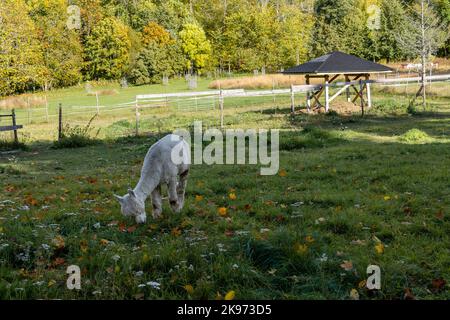 Alpaca dans le village historique de Mathildedal en automne. Salo, Finlande Banque D'Images