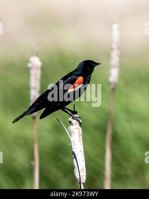 blackbird mâle à ailes rouges perchée sur une queue de chat le jour du printemps à Taylors Falls, Minnesota, États-Unis. Banque D'Images