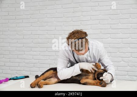 Portrait d'un vétérinaire vérifiant la respiration et la fréquence cardiaque de l'alsacien. Chien calme et poliment allongé sur le dos spécialiste de confiance. Rendez-vous médical à la clinique Banque D'Images