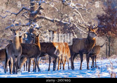 Cerf et arrière rouges dans la neige d'hiver Banque D'Images
