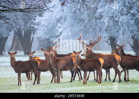 Troupeau de cerfs rouges le matin d'hiver gelé Banque D'Images