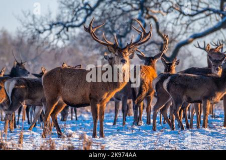Cerf et troupeau dans la neige d'hiver Banque D'Images