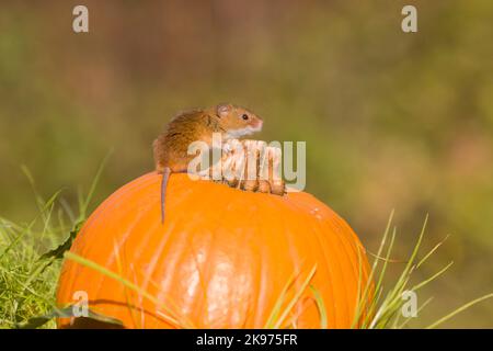 Souris de récolte Micromys minutus, adulte debout sur la citrouille, Suffolk, Angleterre, octobre, conditions contrôlées Banque D'Images