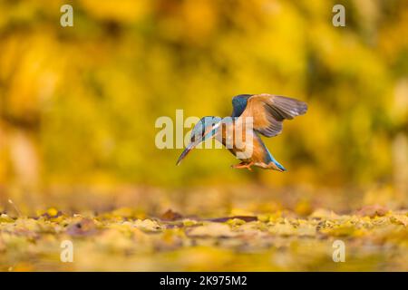 La commune de kingfisher Alcedo atthis, femelle adulte volant au-dessus de l'étang couvert de feuilles d'automne, Suffolk, Angleterre, octobre Banque D'Images