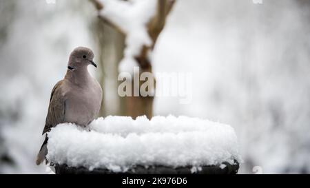 Un pigeon assis sur une fontaine couverte de neige en hiver Banque D'Images