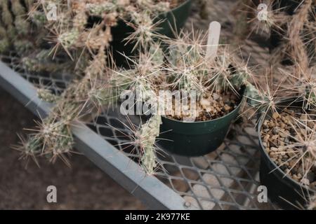 Gros plan de divers types de cactus dans le désert de Chihuahuan Banque D'Images