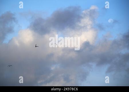 Un trio d'oiseaux volant dans un beau ciel bleu avec des nuages gris et blancs enfumé autour d'une lune pâle Banque D'Images