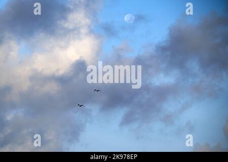 Une paire d'oiseaux volant dans un beau ciel bleu avec des nuages gris et blancs enfumé autour d'une lune pâle Banque D'Images