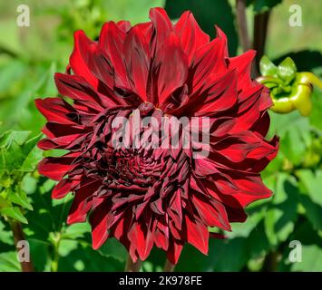 Fleur de Dahlia rouge foncé, variété Spartacus gros plan sur fond vert flou. Grande tête décorative de fleur de dahlia dans le jardin d'automne, macro. Puissance Banque D'Images