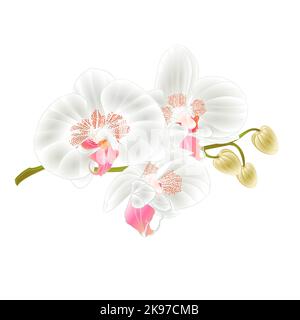 Tige de Phalaenopsis blanc d'orchidée avec fleurs et bourgeons vecteur vintage illustration modifiable dessin à la main Illustration de Vecteur