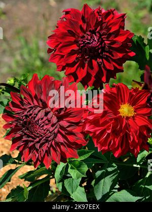 Trois fleurs Dahlia rouge foncé, variété Spartacus gros plan sur un fond de jardin flou. Grandes têtes décoratives de dahlias dans le jardin d'automne, macro. Magni Banque D'Images