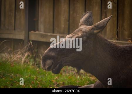 Renne tête d'animal poilue en automne ensoleillé belle journée fraîche Banque D'Images