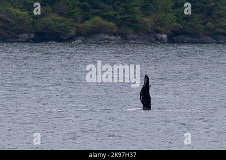 Une baleine à bosse (Megaptera novaeangliae) qui claque sa nageoire pectorale sur l'eau (sapping pec) au large de la côte de la Colombie-Britannique (Canada). Banque D'Images