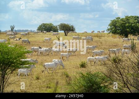 Bétail Nelore dans le pâturage, à Campina Grande, Paraiba, Brésil. Élevage dans la région semi-aride du nord-est du Brésil. Banque D'Images