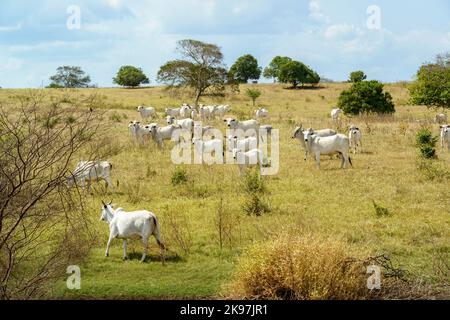 Bétail Nelore dans le pâturage, à Campina Grande, Paraiba, Brésil. Élevage dans la région semi-aride du nord-est du Brésil. Banque D'Images