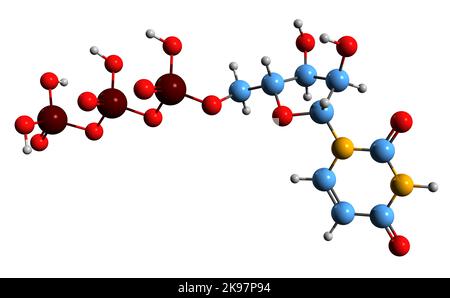 3D image de la formule squelettique de l'uridine triphosphate - structure chimique moléculaire du métabolite UTP isolé sur fond blanc Banque D'Images