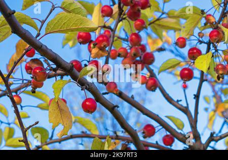 Pommes de paradis mûres sur une branche. Pommier sauvage avec petites pommes mûres. Pommier à feuilles caduques chinoises. Banque D'Images