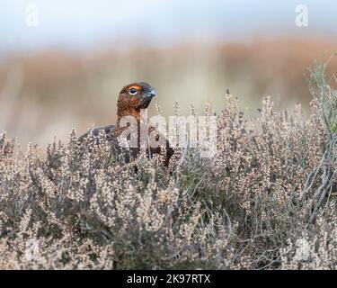 Un Grouse rouge mâle Lagopus lagopus scotica se nourrissant dans la bruyère sur un North Yorkshire Moor UK. Banque D'Images