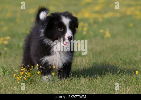 Border Collie, chiot de 9 semaines Banque D'Images