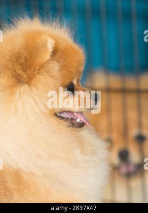 Chiens pomeraniens de couleur crème pure race, détail tête Banque D'Images