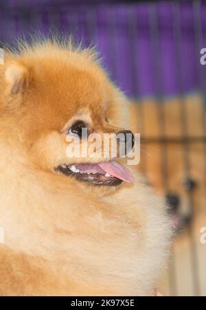 Chiens pomeraniens de couleur crème pure race, détail tête Banque D'Images