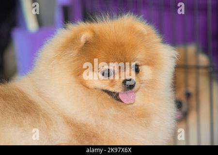 Chiens pomeraniens de couleur crème pure race, détail tête Banque D'Images