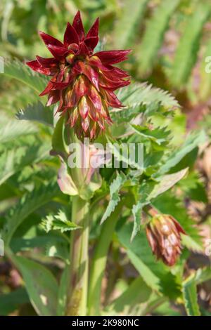 Gros plan d'une fleur de miel géante (majeure de mélianthus) en fleur Banque D'Images