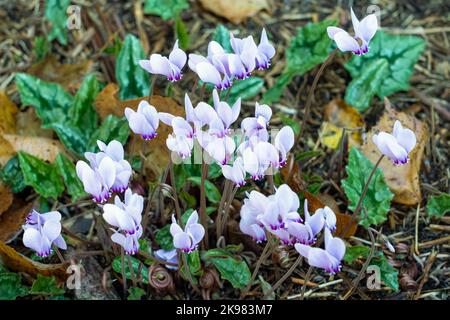 Gros plan d'un groupe de Cyclamen hederifolium à fleurs roses, le cyclamen ou le sowbread à feuilles d'ivy Banque D'Images