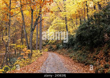 Route de gravier à travers le feuillage d'automne dynamique dans la forêt nationale de Pisgah, Brevard, Caroline du Nord, États-Unis Banque D'Images