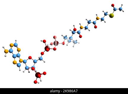 3D image de la formule squelettique acétyl-CoA - structure chimique moléculaire de la coenzyme Acétyl A isolée sur fond blanc Banque D'Images