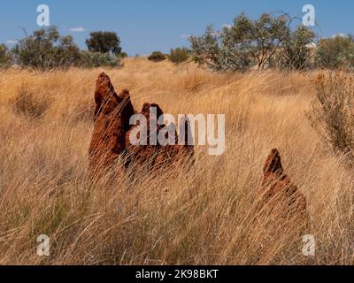 Monticules de termites dans le territoire du Nord, Australie. Banque D'Images