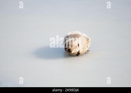 Un petit pup de phoques du Groenland commun sauvage qui repose sur de la glace gelée froide dans l'océan Atlantique Nord. Il s'étire le cou et se retourne vers l'extérieur. Banque D'Images