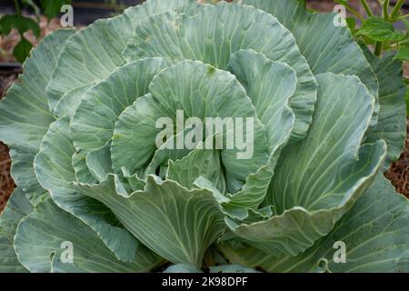 Une grande tête de chou vert croissant dans un jardin biologique. Le légume a des couches de feuilles avec des nervures jaunes passant par les couches de feuilles. Banque D'Images