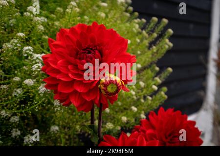 Grandes fleurs rouges en plein air de dahlia poussant dans un jardin de fleurs avec un délicat souffle blanc de bébé. Les fleurs de style tubercule ont des feuilles dentées avec bushy Banque D'Images