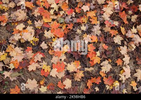 Des feuilles d'érable à sucre sont tombées sur un plancher forestier en automne Banque D'Images