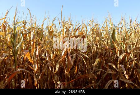 Un champ de maïs doré contre un ciel bleu Banque D'Images