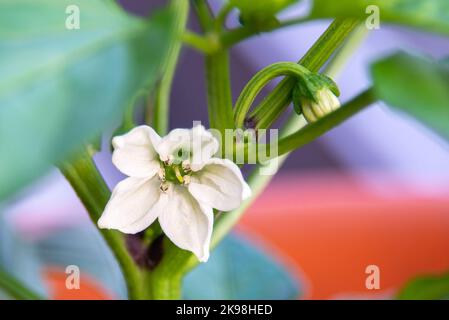 Une macro d'une petite fleur de poivron vert blanc et vert sur une tige vert foncé. La vigne de capsicum a de multiples bourgeons blancs sur la plante Banque D'Images