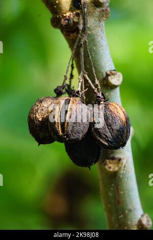 Le fruit des fruits Jatropha curcas. Indonésien utilisez le latex pour arrêter le saignement Banque D'Images