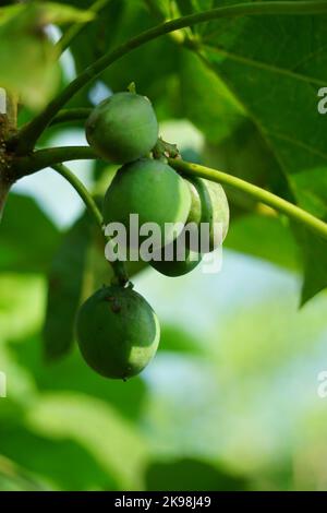 Le fruit des fruits Jatropha curcas. Indonésien utilisez le latex pour arrêter le saignement Banque D'Images