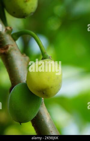 Le fruit des fruits Jatropha curcas. Indonésien utilisez le latex pour arrêter le saignement Banque D'Images